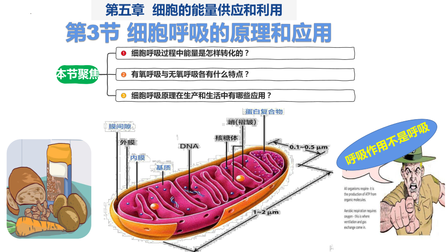 5.3细胞呼吸的原理和应用ppt课件-2023新人教版（2019）《高中生物》必修第一册.pptx_第1页