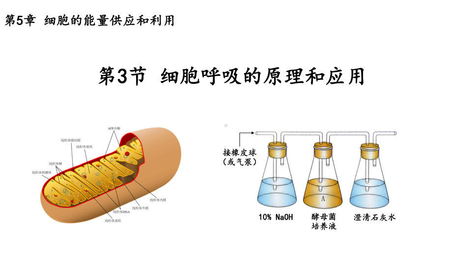 5.3细胞呼吸的原理和应用ppt课件-2023新人教版（2019）《高中生物》必修第一册.pptx_第1页