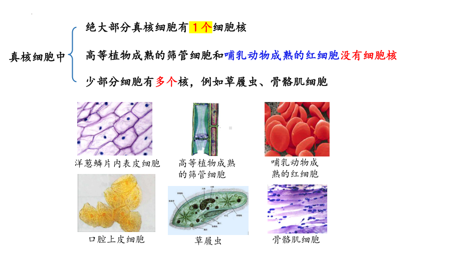 3.3 细胞核的结构和功能ppt课件-2023新人教版（2019）《高中生物》必修第一册.pptx_第2页