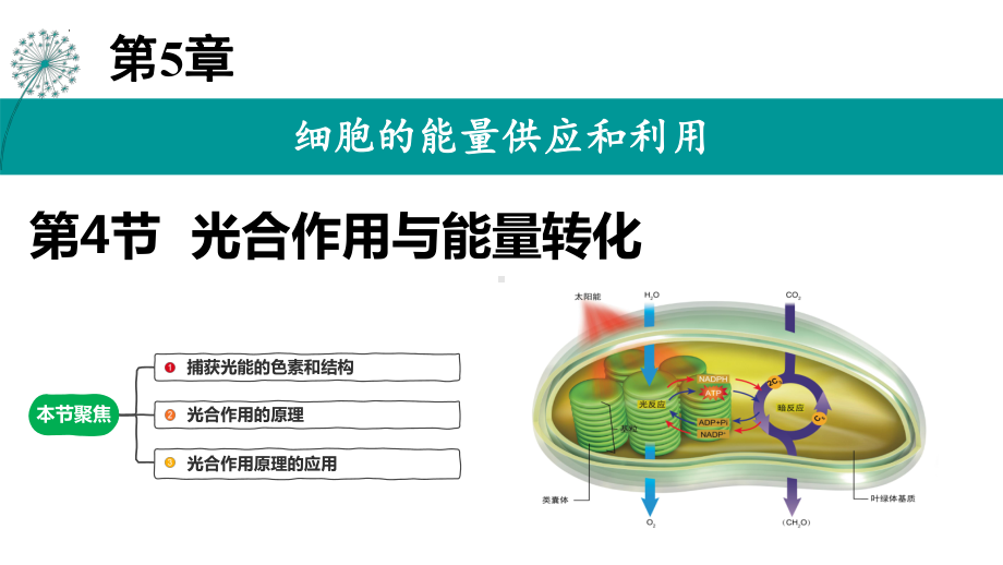 5.4 光合作用与能量转化ppt课件-2023新人教版（2019）《高中生物》必修第一册.pptx_第1页