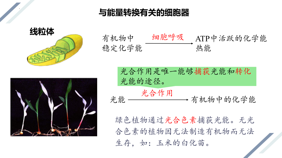 5.4 光合作用与能量转化ppt课件-2023新人教版（2019）《高中生物》必修第一册.pptx_第3页