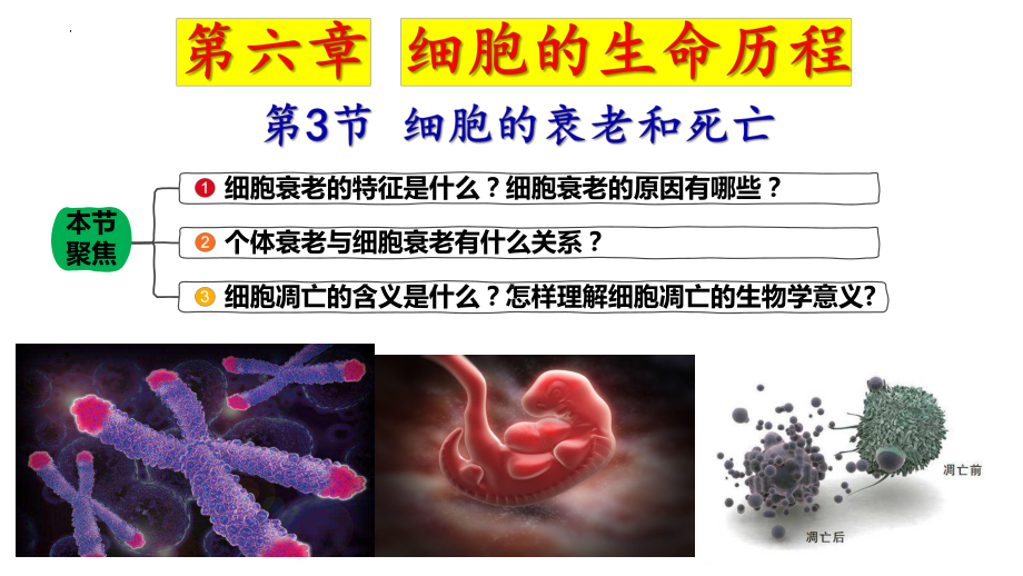 6.3细胞的衰老和死亡 ppt课件 -2023新人教版（2019）《高中生物》必修第一册.pptx_第2页