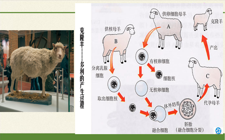 1.1细胞是生命活动的基本单位ppt课件(16)-2023新人教版（2019）《高中生物》必修第一册.pptx_第1页