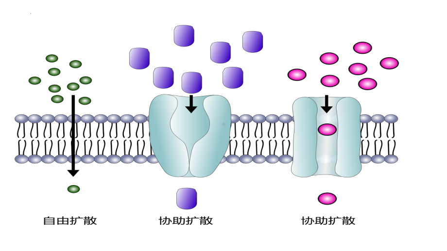 4.2主动运输与胞吞、胞吐ppt课件-2023新人教版（2019）《高中生物》必修第一册.pptx_第2页