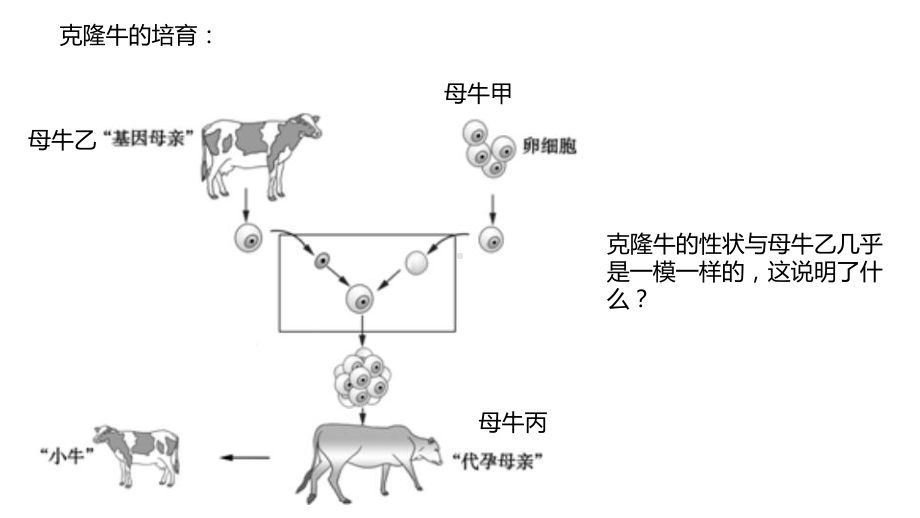 3.3 细胞核的结构与功能ppt课件-2023新人教版（2019）《高中生物》必修第一册.pptx_第2页