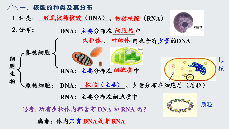 2.5 核酸是遗传信息的携带者ppt课件-2023新人教版（2019）《高中生物》必修第一册.pptx_第3页