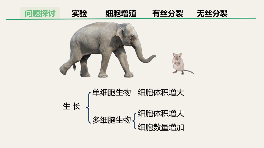 6.1细胞的增殖ppt课件 -2023新人教版（2019）《高中生物》必修第一册.pptx_第2页