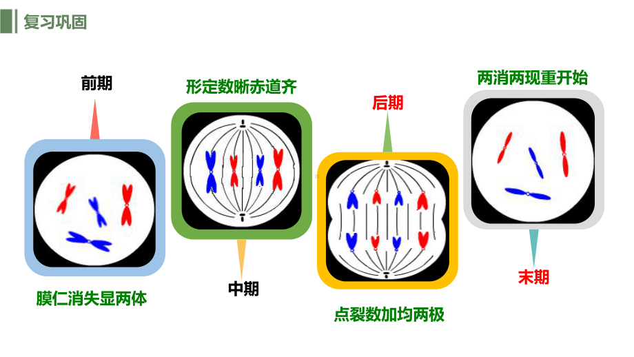 6.1.2细胞的增殖ppt课件-2023新人教版（2019）《高中生物》必修第一册.pptx_第2页