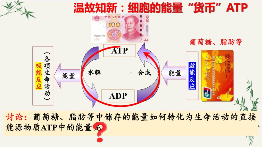 5.3细胞呼吸的原理和应用第1课时ppt课件-2023新人教版（2019）《高中生物》必修第一册.pptx_第2页