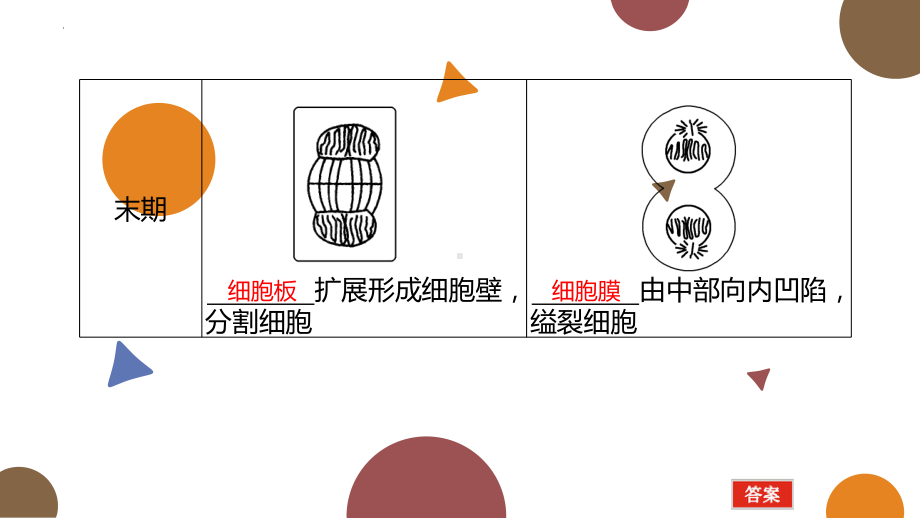 6.1.2细胞的增殖ppt课件-2023新人教版（2019）《高中生物》必修第一册.pptx_第3页