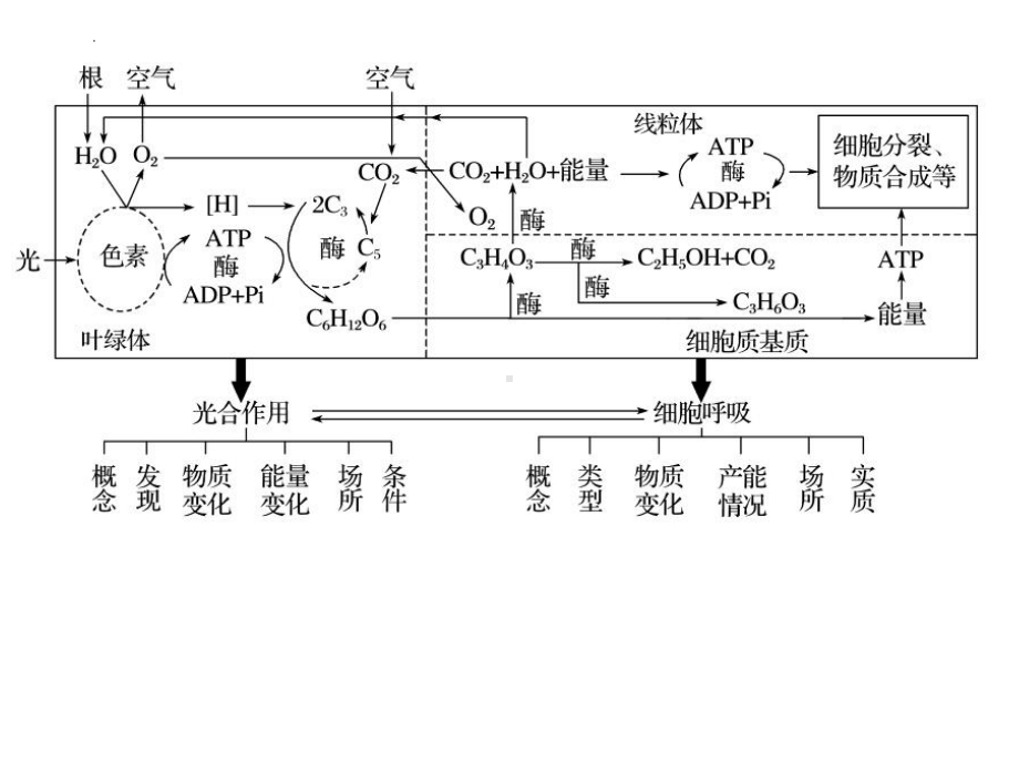 5.3细胞呼吸的原理和应用ppt课件-2023新人教版（2019）《高中生物》必修第一册.pptx_第1页