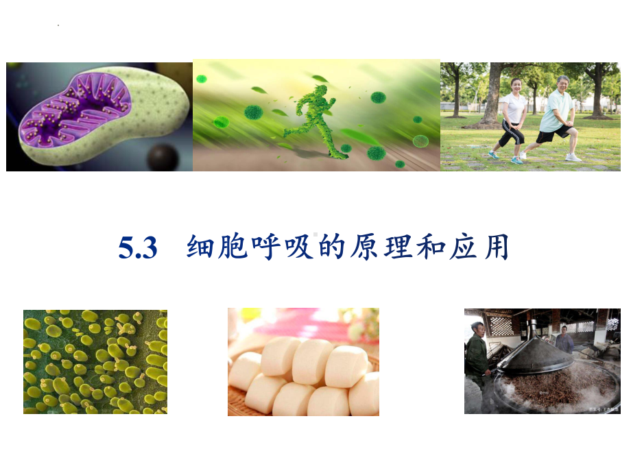 5.3细胞呼吸的原理和应用ppt课件-2023新人教版（2019）《高中生物》必修第一册.pptx_第2页