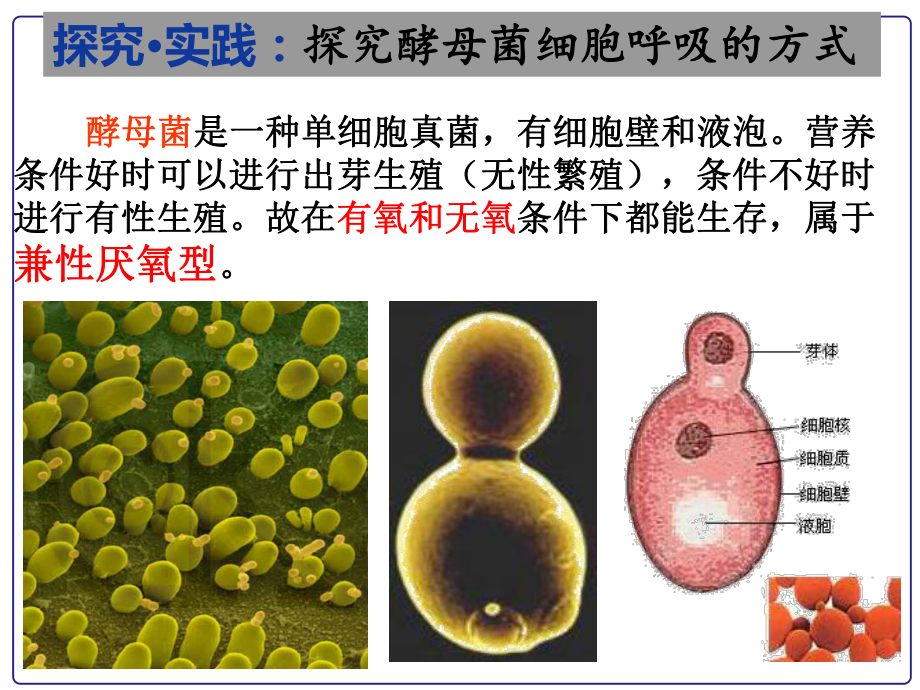 5.3细胞呼吸的原理和应用ppt课件-2023新人教版（2019）《高中生物》必修第一册.pptx_第3页