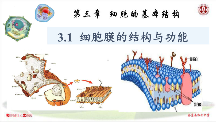 3.1细胞膜的结构与功能ppt课件-2023新人教版（2019）《高中生物》必修第一册.pptx_第1页