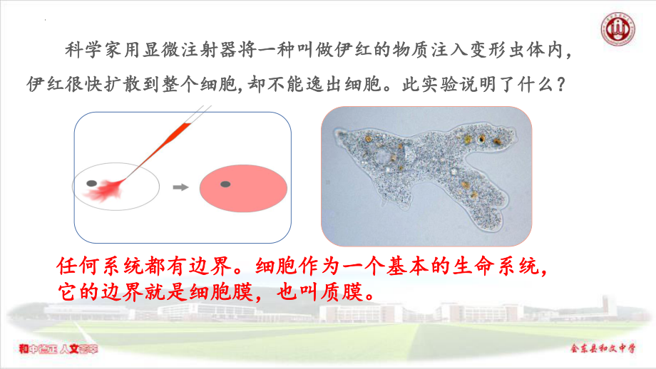 3.1细胞膜的结构与功能ppt课件-2023新人教版（2019）《高中生物》必修第一册.pptx_第2页