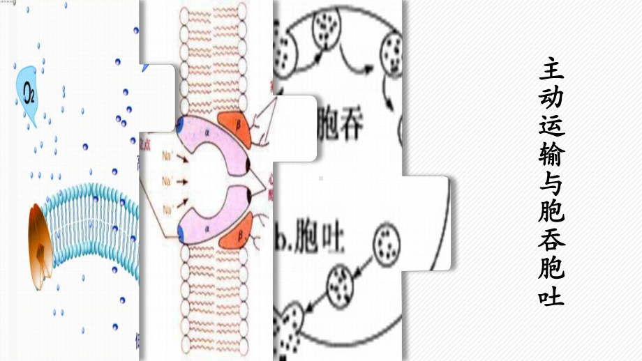 4.2主动运输与胞吞、胞吐ppt课件-2023新人教版（2019）《高中生物》必修第一册.pptx_第1页