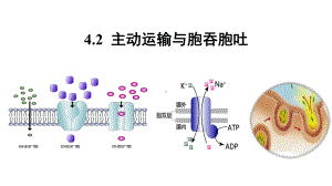 4.2主动运输与胞吞、胞吐ppt课件-2023新人教版（2019）《高中生物》必修第一册.pptx