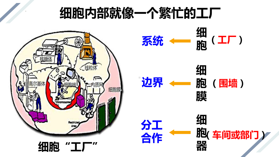 3.2 细胞器之间的分工合作ppt课件-2023新人教版（2019）《高中生物》必修第一册.pptx_第3页