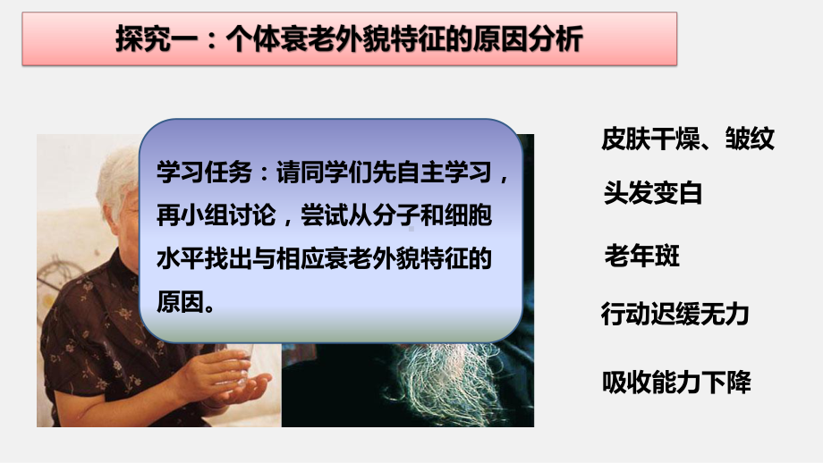 6.3细胞的衰老和死亡 ppt课件-2023新人教版（2019）《高中生物》必修第一册.pptx_第3页