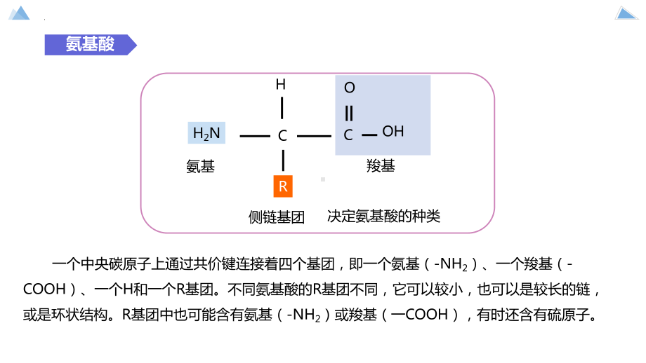 2.4蛋白质是生命活动的主要承担者 ppt课件-2023新人教版（2019）《高中生物》必修第一册.pptx_第3页