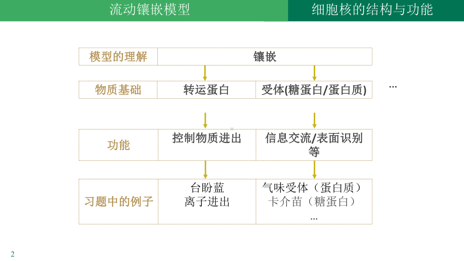 3.3 细胞核的结构与功能ppt课件-2023新人教版（2019）《高中生物》必修第一册.pptx_第2页