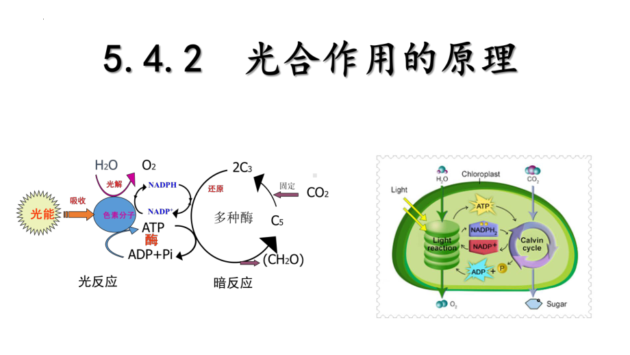 5.4.2光合作用的原理和应用ppt课件-2023新人教版（2019）《高中生物》必修第一册.pptx_第1页