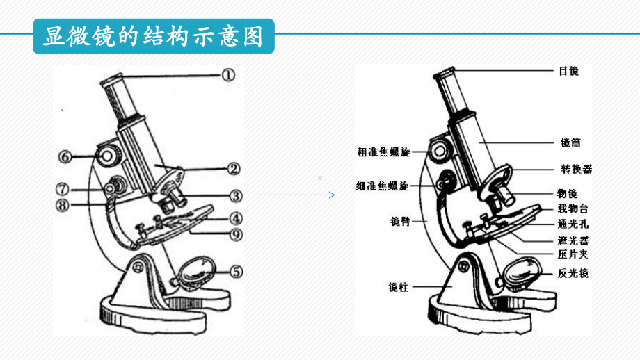 1.2细胞的多样性和统一性ppt课件(5)-2023新人教版（2019）《高中生物》必修第一册.pptx_第3页