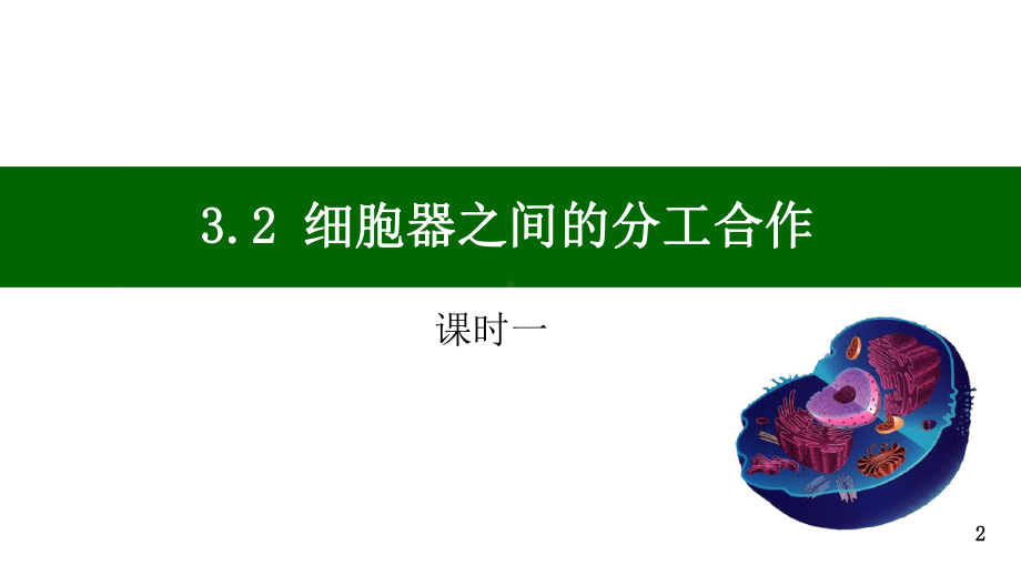 3.2 细胞器之间的分工合作ppt课件-2023新人教版（2019）《高中生物》必修第一册.pptx_第2页