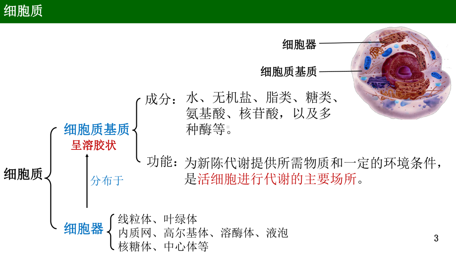 3.2 细胞器之间的分工合作ppt课件-2023新人教版（2019）《高中生物》必修第一册.pptx_第3页