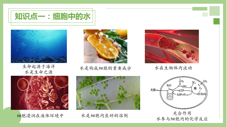 2.2 细胞中的无机物ppt课件 (2)-2023新人教版（2019）《高中生物》必修第一册.pptx_第3页