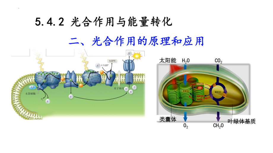 5.4.2光合作用的原理和应用 ppt课件-2023新人教版（2019）《高中生物》必修第一册.pptx_第1页