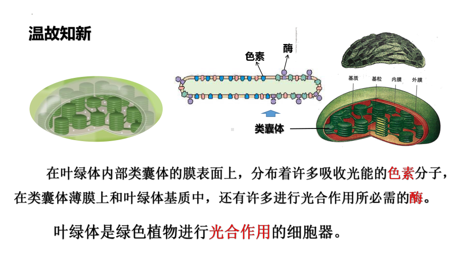 5.4.2光合作用的原理和应用 ppt课件-2023新人教版（2019）《高中生物》必修第一册.pptx_第2页