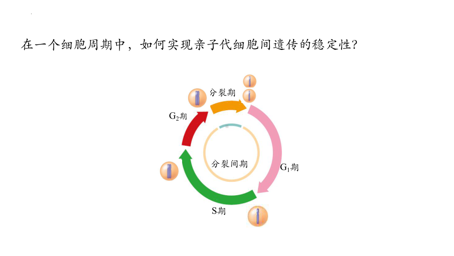 6.1细胞的增殖ppt课件-2023新人教版（2019）《高中生物》必修第一册.pptx_第3页