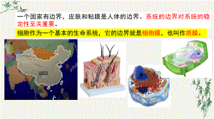 3.1细胞膜的结构和功能ppt课件(2)-2023新人教版（2019）《高中生物》必修第一册.pptx