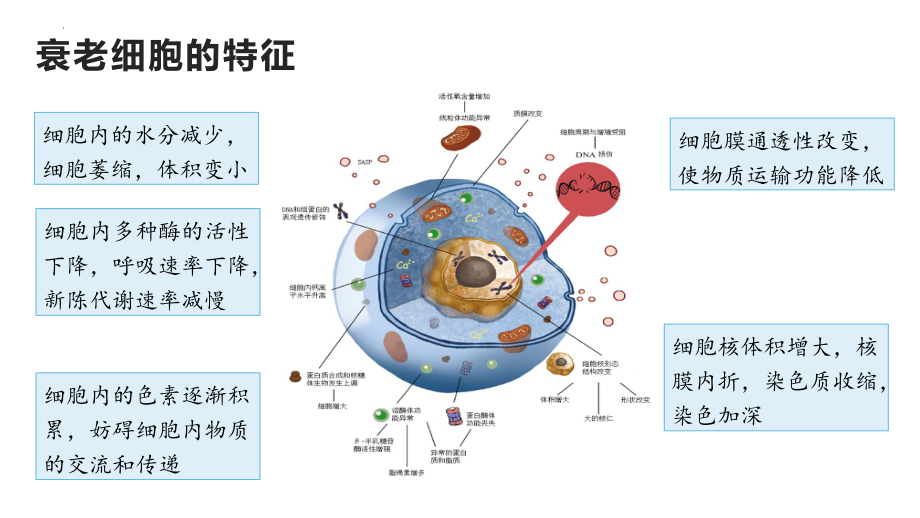 6.3细胞的衰老和死亡ppt课件-2023新人教版（2019）《高中生物》必修第一册.pptx_第3页