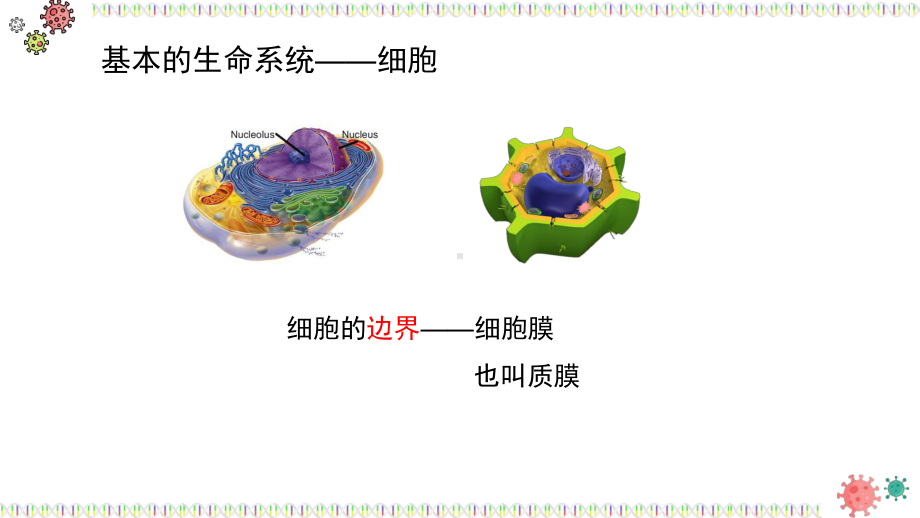 3.1.1细胞膜的结构和功能ppt课件-2023新人教版（2019）《高中生物》必修第一册.pptx_第3页