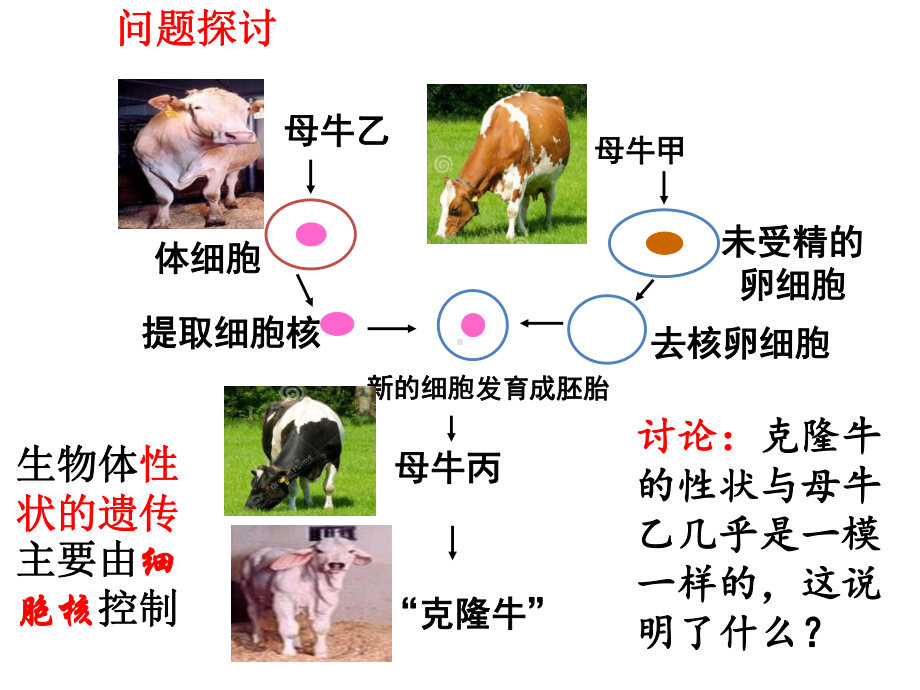 3.3细胞核的结构和功能ppt课件 -2023新人教版（2019）《高中生物》必修第一册.pptx_第2页