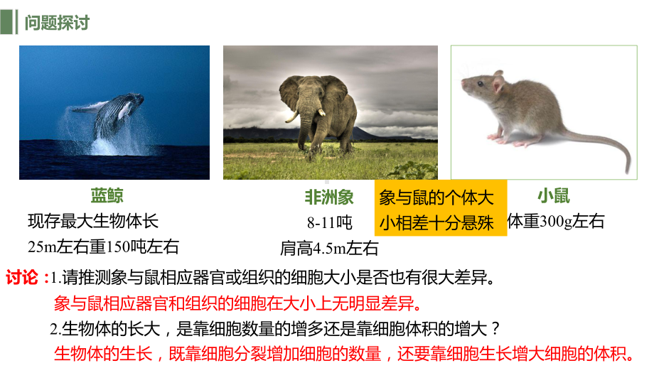 6.1细胞的增殖（第一课时） ppt课件-2023新人教版（2019）《高中生物》必修第一册.pptx_第2页