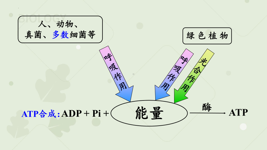 5.3细胞呼吸原理和应用 ppt课件-2023新人教版（2019）《高中生物》必修第一册.pptx_第3页