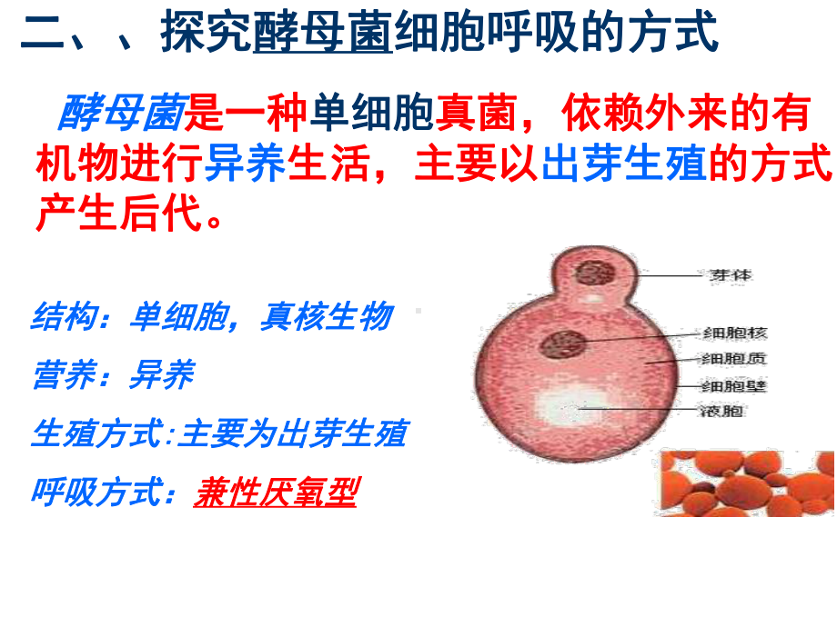 5.3细胞呼吸的原理和应用 ppt课件-2023新人教版（2019）《高中生物》必修第一册.pptx_第3页