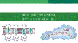 4.2 主动运输与胞吞胞吐ppt课件-2023新人教版（2019）《高中生物》必修第一册.pptx