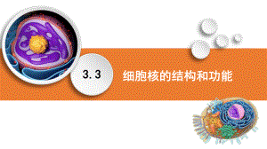 3.3 细胞核的结构和功能ppt课件-2023新人教版（2019）《高中生物》必修第一册.pptx