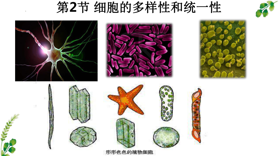 1.2 细胞的多样性和统一性ppt课件-2023新人教版（2019）《高中生物》必修第一册.pptx_第1页