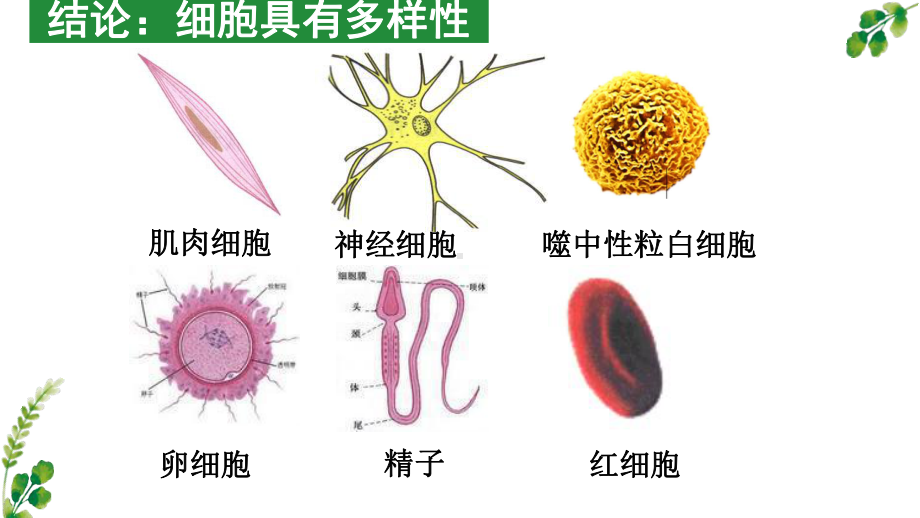 1.2 细胞的多样性和统一性ppt课件-2023新人教版（2019）《高中生物》必修第一册.pptx_第2页