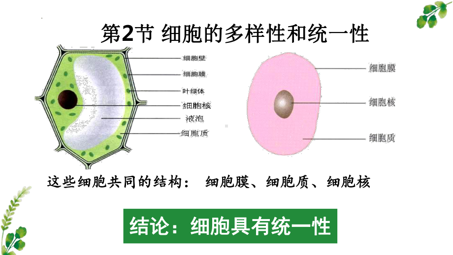 1.2 细胞的多样性和统一性ppt课件-2023新人教版（2019）《高中生物》必修第一册.pptx_第3页