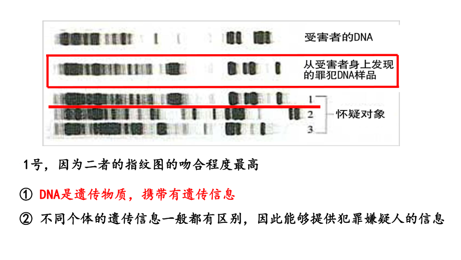 2.5 核酸是遗传信息的携带者ppt课件 (2)-2023新人教版（2019）《高中生物》必修第一册.pptx_第3页