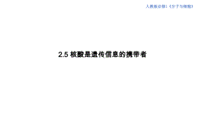 2.5核酸是遗传信息的携带者ppt课件(8)-2023新人教版（2019）《高中生物》必修第一册.pptx