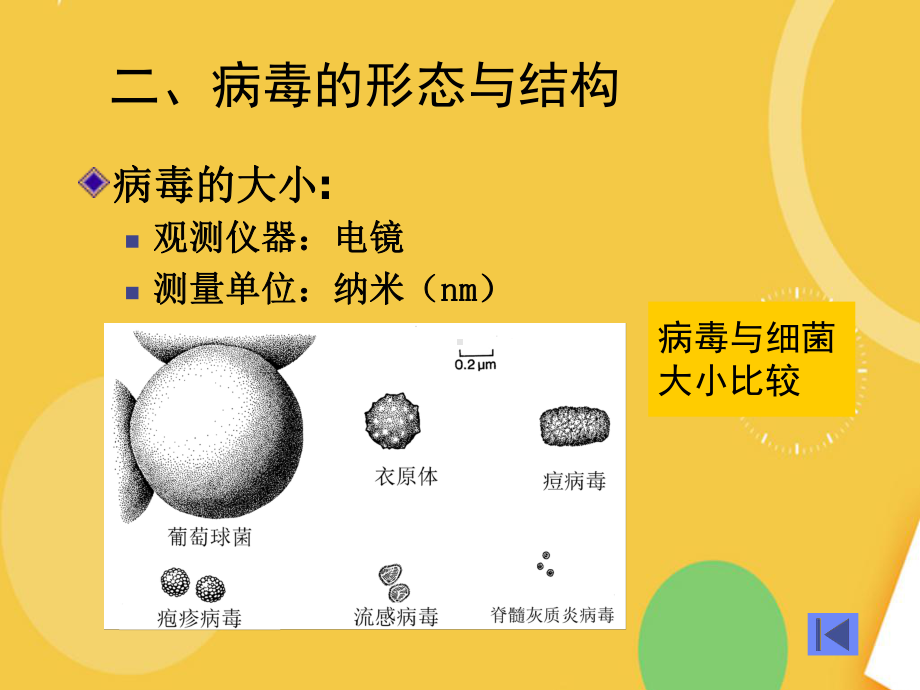 畜禽疫病防治-病毒完整资料课件.ppt_第2页