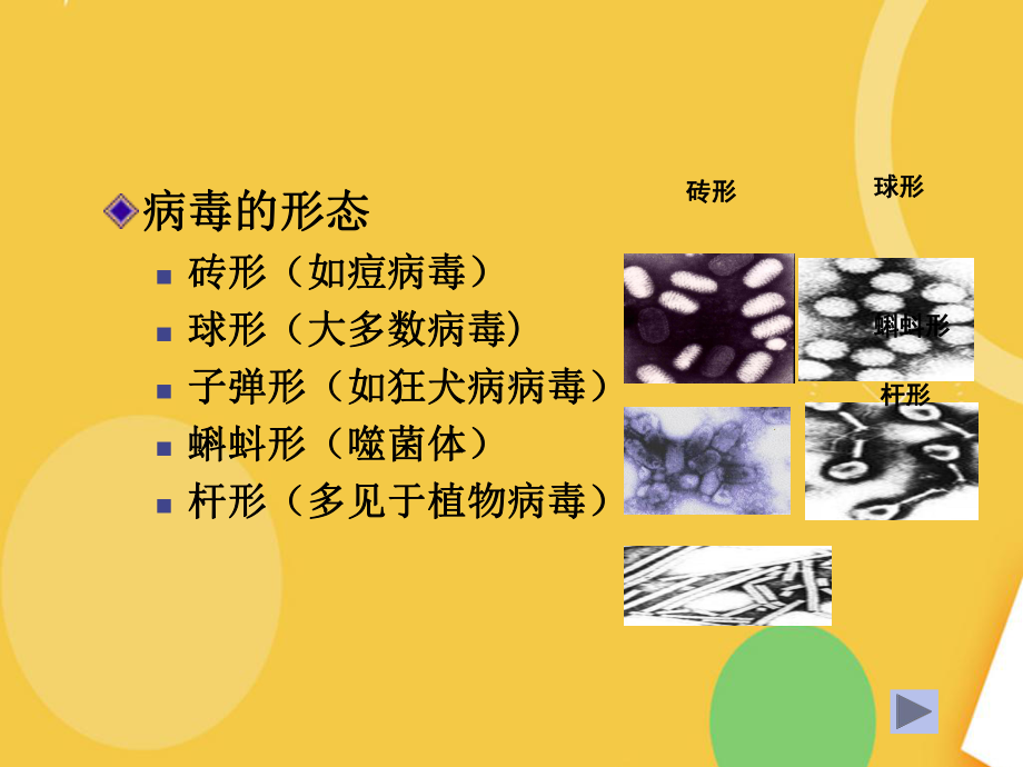 畜禽疫病防治-病毒完整资料课件.ppt_第3页