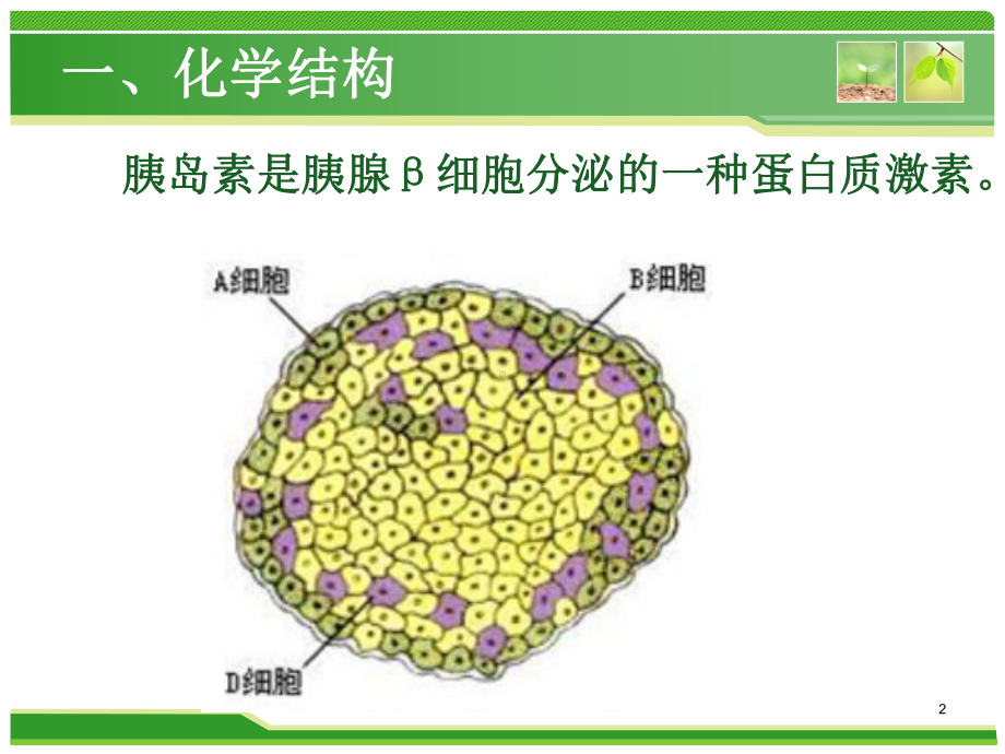 胰岛素生化、合成及分泌以及调节因素课件.ppt_第2页